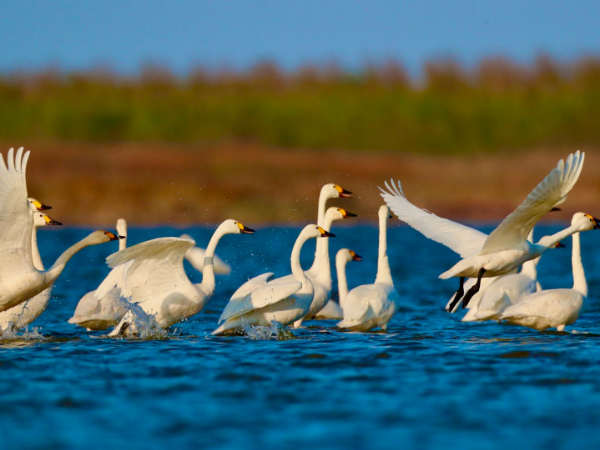 图集|小天鹅做客“条子泥”湿地