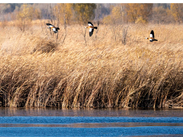 戴上耳机！前方高能