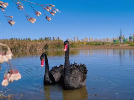 环境好不好，鸟儿最知道！黑天鹅东营安家