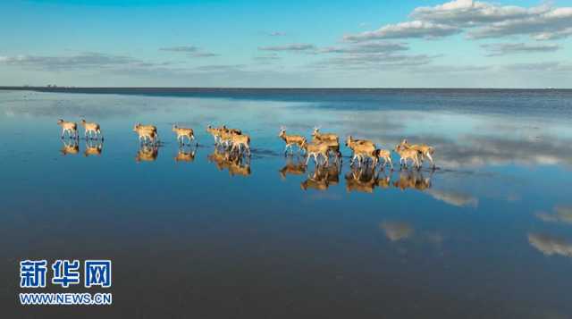 【“飞阅”中国】盐城大丰：遇见五彩斑斓的“野鹿荡”