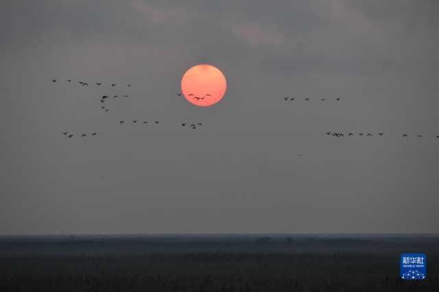 新华全媒＋丨江苏盐城：湿地珍禽守护人