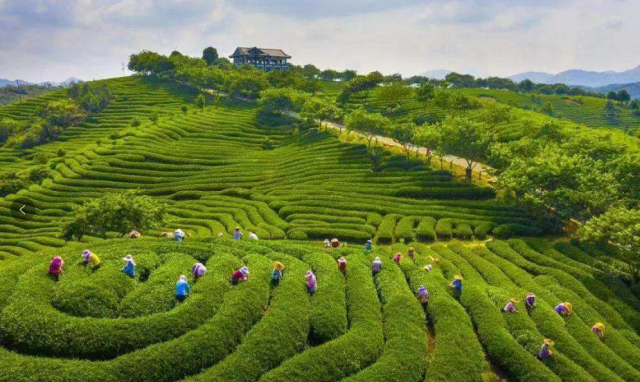 在传承中发展 在融合中共赢——台湾茶产