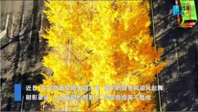 【“飞阅”中国】银杏披金 绚烂如画 