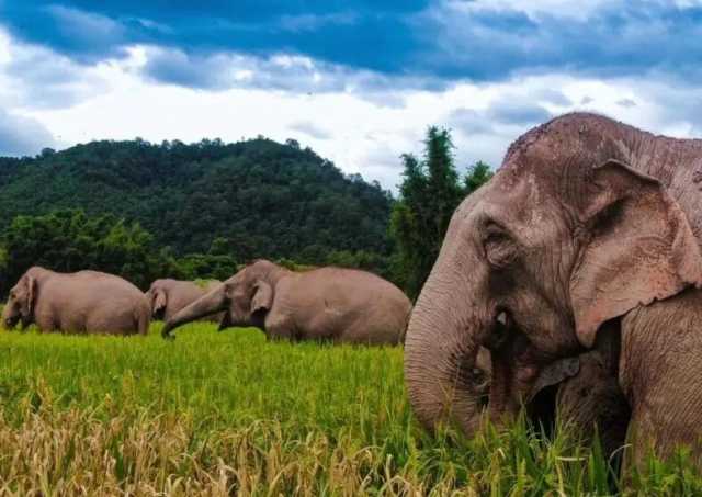 群体交流频繁，种群不断壮大！云南持续增强亚洲象保护实效