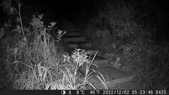 七娘山上首次记录到小灵猫 系国家一级重