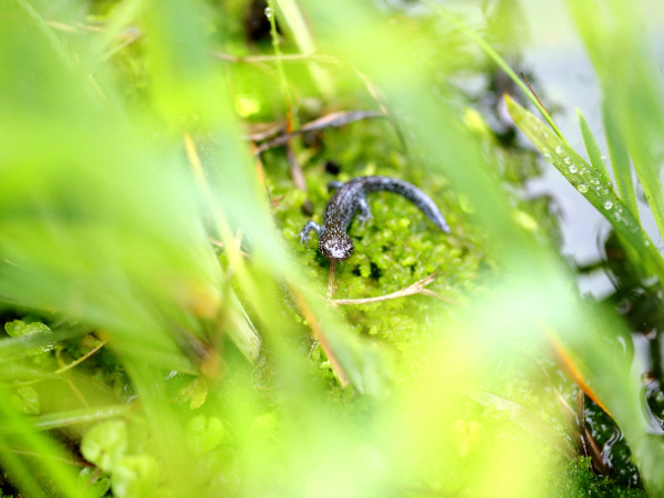 从山野到国际——濒危物种安吉小鲵历险