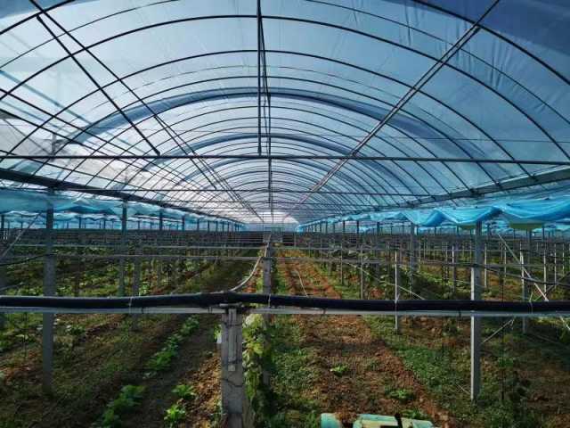 山东宁阳：产业持续“造血”拓宽乡村致