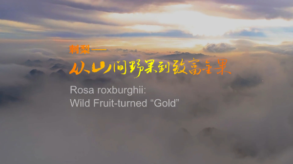 生物多样性优秀案例（17）：贵州刺梨保护与可持续利用