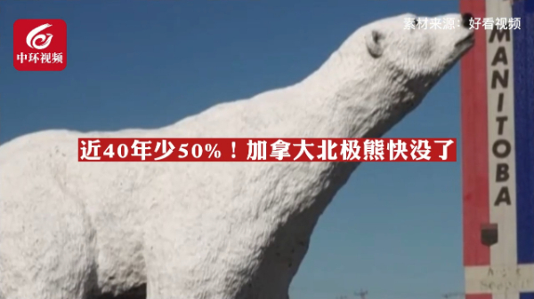近40年少50%！加拿大北极熊快没了