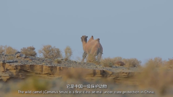 生物多样性优秀案例（21）：新疆罗布泊野骆驼国家级自然保护区管理