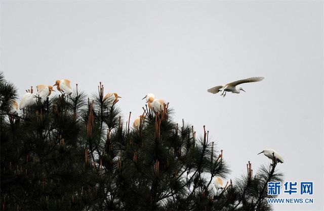 贵州丹寨:鹭舞春日 贵州丹寨:鹭舞春日