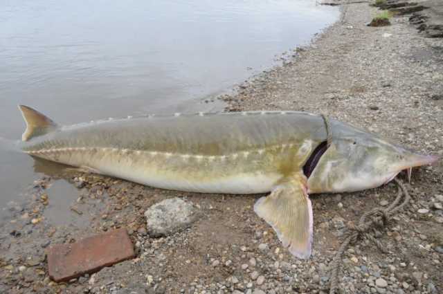 水中“活化石”再现黑龙江!200斤鲟鳇鱼捕后放生 水中“活化石”再现黑龙江!200斤鲟鳇鱼捕后放生