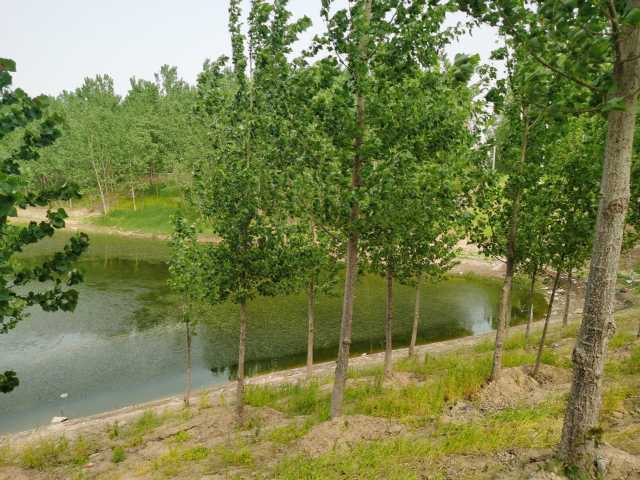 污水直排致黑臭,水藻肆虐如绿毯!黄河一级支流金堤河、天然文岩渠水生态环境问题突出 污水直排致黑臭,水藻肆虐如绿毯!黄河一级支流金堤河、天然文岩渠水生态环境问题突出