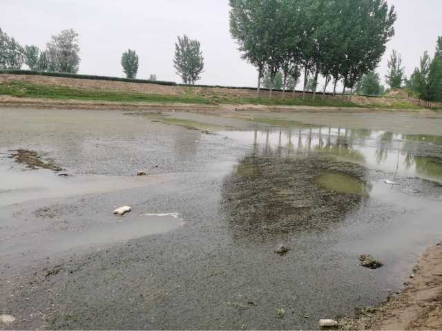 污水直排致黑臭,水藻肆虐如绿毯!黄河一级支流金堤河、天然文岩渠水生态环境问题突出 污水直排致黑臭,水藻肆虐如绿毯!黄河一级支流金堤河、天然文岩渠水生态环境问题突出