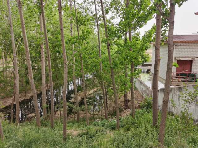 污水直排致黑臭,水藻肆虐如绿毯!黄河一级支流金堤河、天然文岩渠水生态环境问题突出 污水直排致黑臭,水藻肆虐如绿毯!黄河一级支流金堤河、天然文岩渠水生态环境问题突出