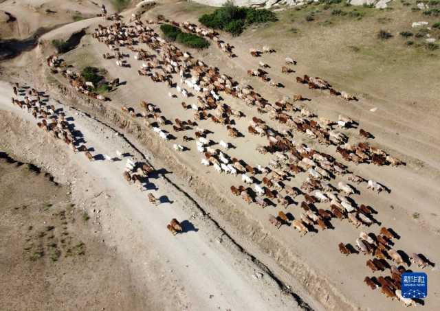 向夏季牧场进发 向夏季牧场进发