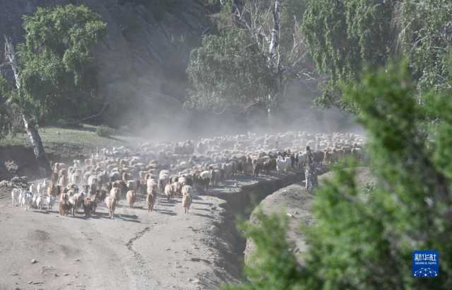 向夏季牧场进发 向夏季牧场进发