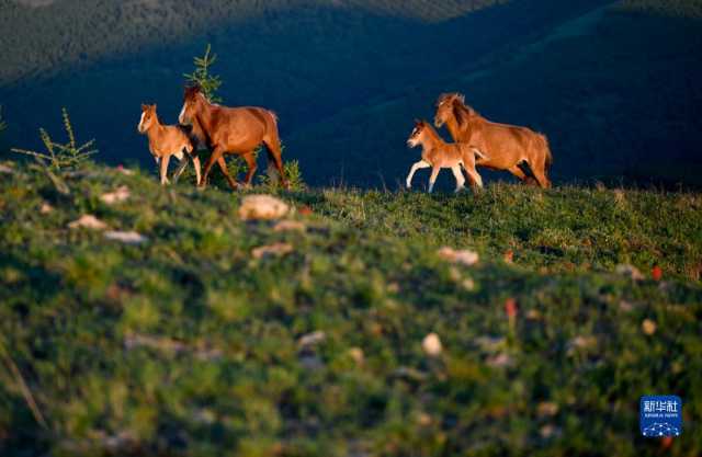 夏日草原景美如画