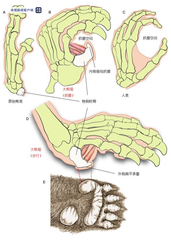 最新研究来了!熊猫食竹历史或可追溯到600万年前 最新研究来了!熊猫食竹历史或可追溯到600万年前