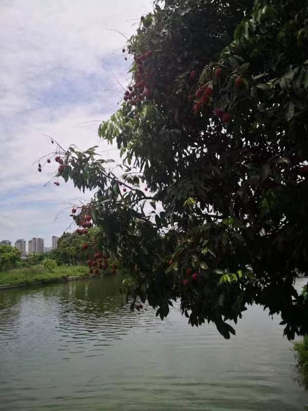 山海相映、古今交辉、宜居宜业——莆田生态文明建设构筑美丽城乡环境 山海相映、古今交辉、宜居宜业——莆田生态文明建设构筑美丽城乡环境