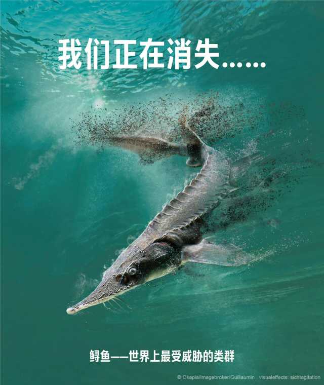 中国环境报热评!别让其他物种成为下一个白鲟 中国环境报热评!别让其他物种成为下一个白鲟