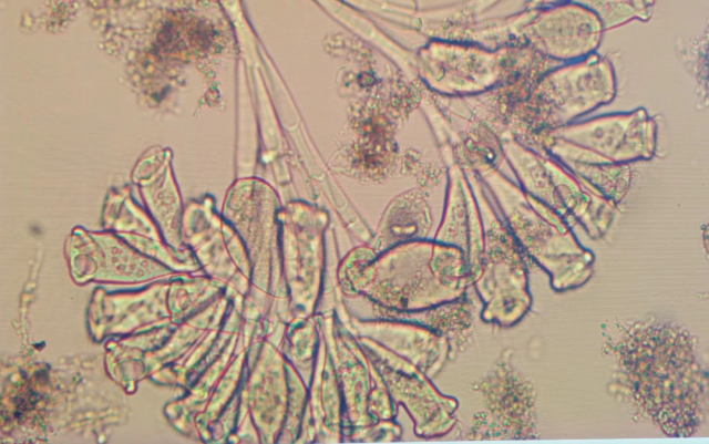 热浪袭来，原来污水处理厂的它们也夏日难耐！