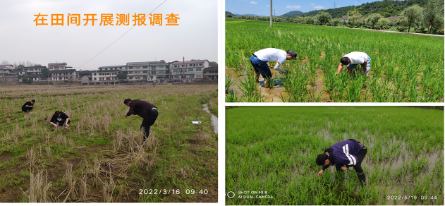 以精准测报推进农药减量,怀化辰溪县“利剑”行动见成效 以精准测报推进农药减量,怀化辰溪县“利剑”行动见成效