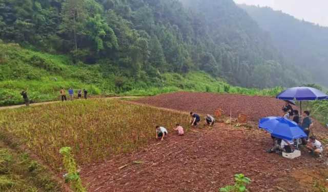 驻村书记与香根草的故事被拍成了微电影,这些精彩台词不容错过! 驻村书记与香根草的故事被拍成了微电影,这些精彩台词不容错过!