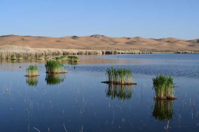 马彦伟：把自己“种”在沙漠里