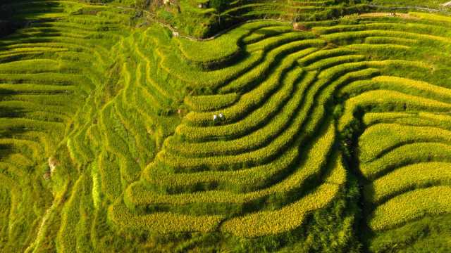 读图丨江西万载色彩斑斓的梯田翻起金色稻浪，宛如天然调色板