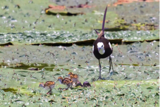 守护60余天,它们顺利南迁——水雉来南京“安家”育雏记 守护60余天,它们顺利南迁——水雉来南京“安家”育雏记