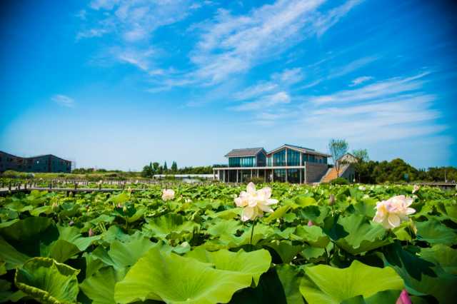 生态好了,小天鹅又回来了!上海推动人与自然和谐共生成效显著 生态好了,小天鹅又回来了!上海推动人与自然和谐共生成效显著