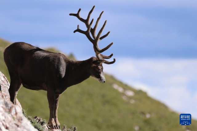喜迎二十大丨青海：“生态优先”引领绿色发展