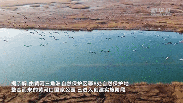 江河奔腾看中国·黄河行｜山东黄河三角洲湿地生态系统持续向好