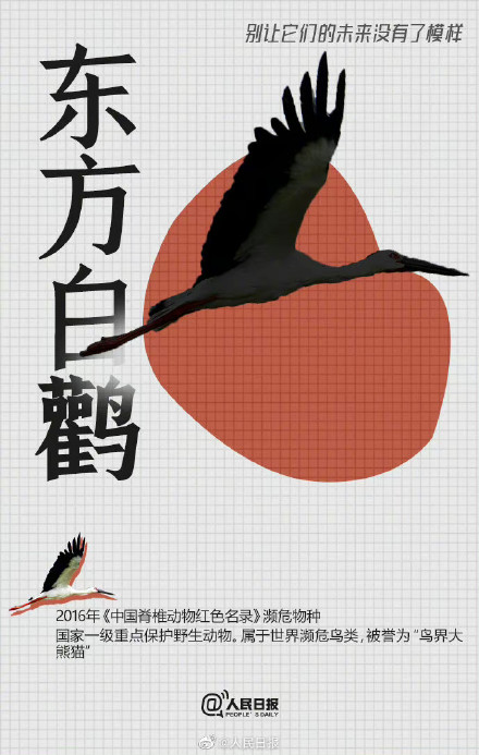 世界动物日,别让它们的未来没了模样 世界动物日,别让它们的未来没了模样