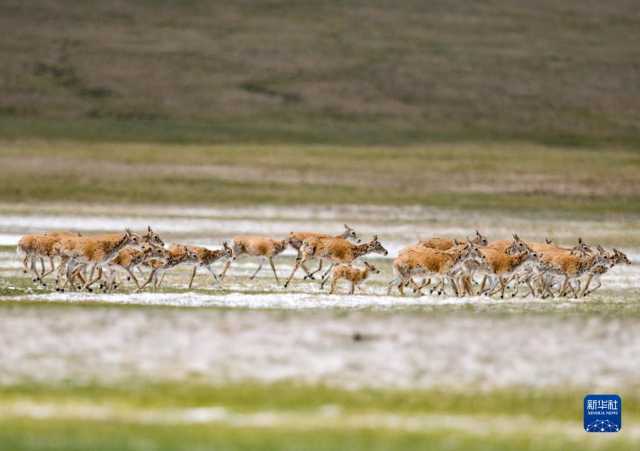 喜迎二十大丨西藏：倾力描绘高质量发展多彩画卷