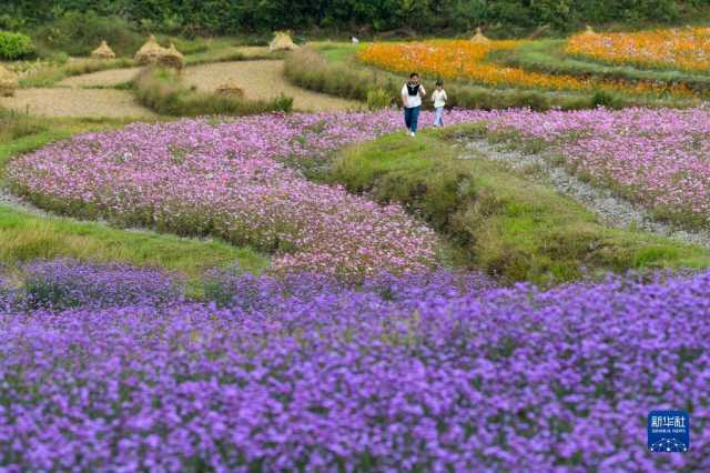 贵州花溪:农旅融合促振兴 贵州花溪:农旅融合促振兴