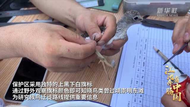 江河奔腾看中国·长江行｜候鸟迁徙季 他在上海东滩守护这些“蓝天精灵”