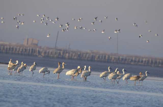 “家谱”不断扩容，河北发布生物多样性阶段性成果