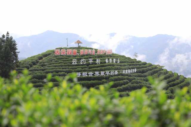 陕西安康因茶致富、因茶兴业,绿叶子变金叶子 陕西安康因茶致富、因茶兴业,绿叶子变金叶子