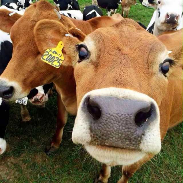 新西兰提议对农场动物打嗝、撒尿排放征税,中国“奶业”如何选择? 新西兰提议对农场动物打嗝、撒尿排放征税,中国“奶业”如何选择?