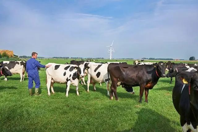 新西兰提议对农场动物打嗝、撒尿排放征税,中国“奶业”如何选择? 新西兰提议对农场动物打嗝、撒尿排放征税,中国“奶业”如何选择?