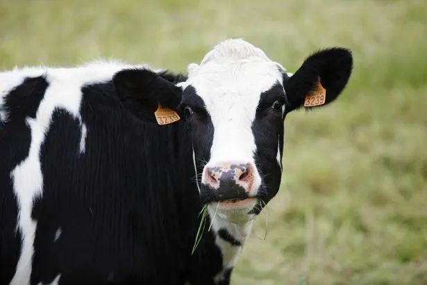 新西兰提议对农场动物打嗝、撒尿排放征税,中国“奶业”如何选择? 新西兰提议对农场动物打嗝、撒尿排放征税,中国“奶业”如何选择?