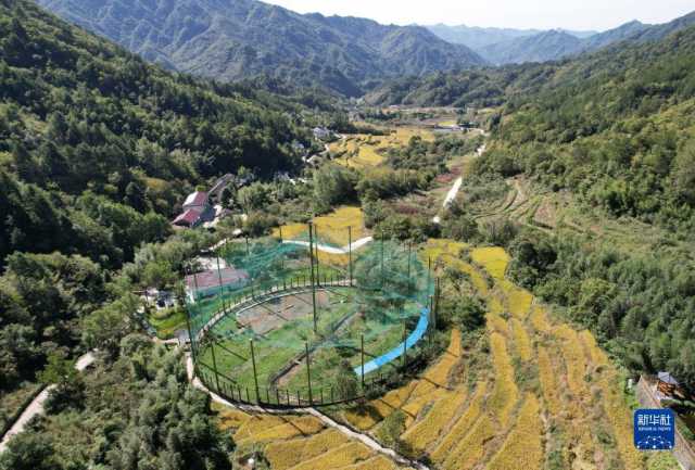 新华全媒+丨陕西宁陕:守护秦岭绿色 建设多彩田园 新华全媒+丨陕西宁陕:守护秦岭绿色 建设多彩田园