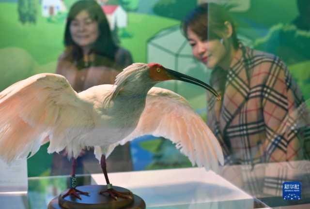 新华全媒+丨陕西宁陕:守护秦岭绿色 建设多彩田园 新华全媒+丨陕西宁陕:守护秦岭绿色 建设多彩田园