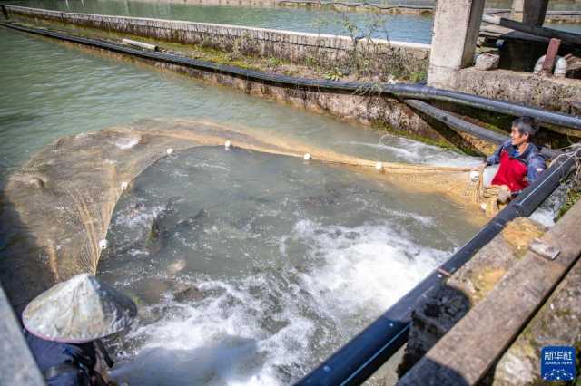 盘活天然冷水资源发展特色养殖产业 盘活天然冷水资源发展特色养殖产业