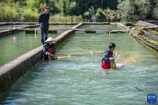 盘活天然冷水资源发展特色养殖产业 盘活天然冷水资源发展特色养殖产业