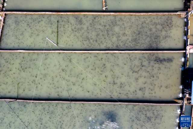 盘活天然冷水资源发展特色养殖产业 盘活天然冷水资源发展特色养殖产业