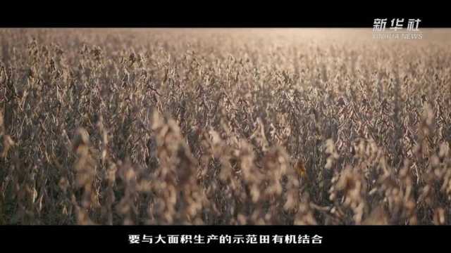 新华全媒+|产粮大省黑龙江开足马力保丰产 新华全媒+|产粮大省黑龙江开足马力保丰产