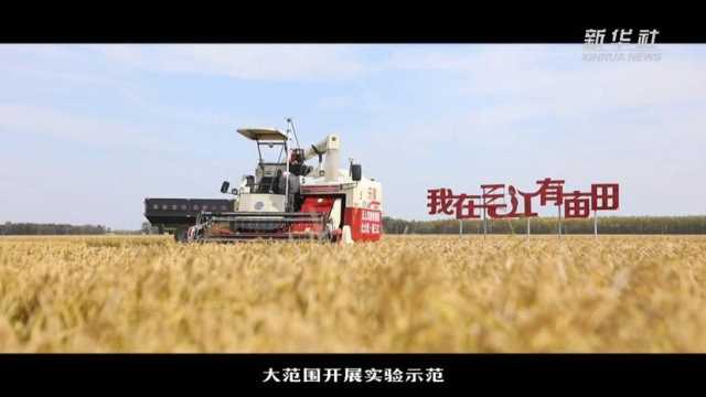新华全媒+|产粮大省黑龙江开足马力保丰产 新华全媒+|产粮大省黑龙江开足马力保丰产